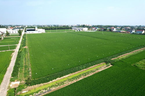 院士牽手優質品種與栽培良法，助力稻米產業高質量發展