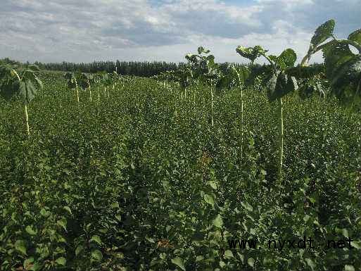 檸條育苗與造林技術(shù)及其在農(nóng)業(yè)種植中的開發(fā)應用