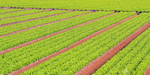 推動我國農(nóng)業(yè)發(fā)展的八個字 農(nóng)業(yè)種植技術(shù)開發(fā)