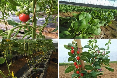 赴一場黃河沿線的約會，最撩人的是農業種植技術開發