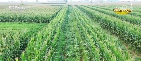 發展大豆玉米帶狀復合種植 以技術創新挖掘增產潛力